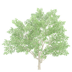 Obraz premium collection of Juglans nigra tree with realistic style