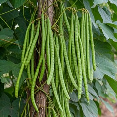 Fototapeta premium long bean plants creeping up trees