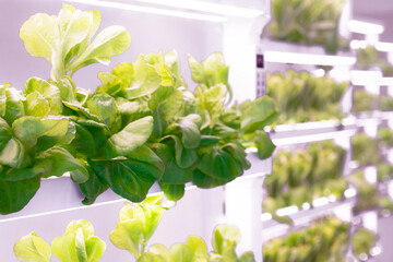 Lettuce grown in an indoor farm using LED lights, organic hydroponic vegetable, agriculture technology