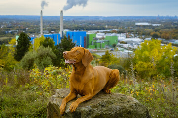 Ein Vizsla auf einem Stein mit einer herbstlichen Landschaft und Industrie im Hintergrund.