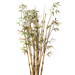 Obraz premium PNG Lush bamboo plant isolated background