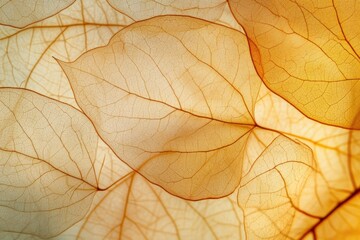 Obraz premium green spring leave isolated on white background