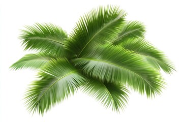 Fototapeta premium green spring leave isolated on white background