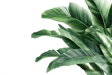 Obraz premium green spring leave isolated on white background