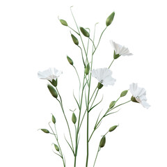 Obraz premium A delicate white lily of the valley flower isolated on transparent background