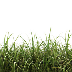 Fototapeta premium clump of grass isolated on a transparent background