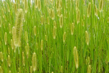 Naklejka premium Vibrant green field under sunny sky