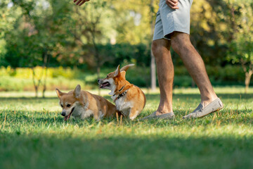 in the park on the lawn two young corgis beg for treat from the owner training commands walking...