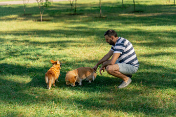 in the park on the lawn two young corgis beg for treat from the owner training commands walking...
