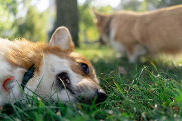 in the park on the lawn two young two corgi beg for treat from the owner training commands walking...