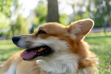 in the park on the lawn two young corgi beg for treat from the owner training commands walking...