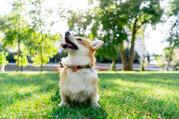 in the park on the lawn two young corgi beg for treat from the owner training commands walking...