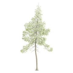 Green Pinus Sylvestris plant isolated on transparent Canvas