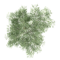 Green Willow tree isolated on transparent Canvas from top view