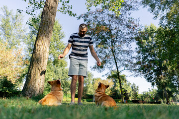low shot in the park on the lawn two young corgis beg for treat from the owner training commands...