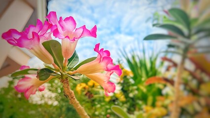 Pink flowers and bright sky nature
background.Beautiful fantasy nature background.
