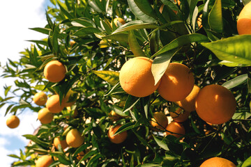 Fresh ripe orange of a green tree on a sunny day. Natural vitamins, healthy food. Beautiful natural fruit background.