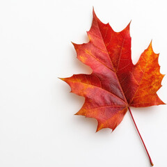 Vibrant red maple leaf showcasing autumn colors against white background, symbolizing beauty of fall