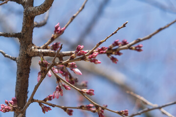 桜のつぼみ（ソメイヨシノ）。日本 神奈川県 湯河原町。
Cherry blossom buds (Someiyoshino). Yugawara-machi, Kanagawa, Japan.