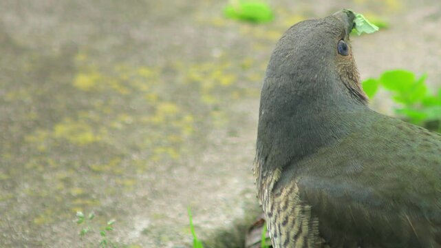 Satin Bowerbird Female Eating Grass and Leaves In Garden Looking Around Very Close Up Daytime Australia, Victoria, Gippsland, Maffra