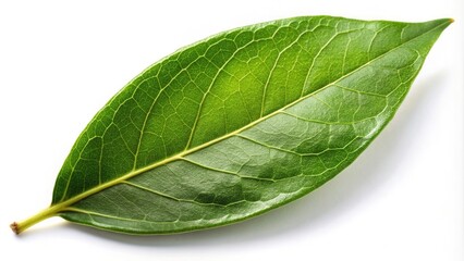 Obraz premium Fresh Bay Leaf Isolated on White Background - Culinary Herb, Natural Ingredients, Aromatic Spice, Organic Flavor, Cooking Essentials, Herbal Medicine, Kitchen Staples, Botanical Element, Freshness
