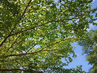 Obraz premium terminalia evorensis tree or ketapang kencana. nature background