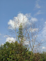 Obraz premium Beautiful green Dealova park in Pangkalpinang. Public park