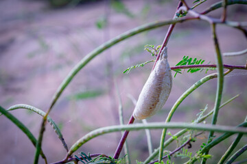 Obraz premium Grasshopper Eggs on a Branch