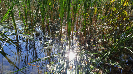 Blue sky reflected in the water of a pond or lake with water plants on sunny day, sun beam on the water surface