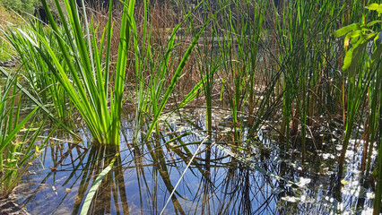 Aquatic plants growing from water, clear water of a pond on sunny day with blue sky reflected in the water, clean and beautiful