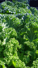 Vertical abstract green background with beautiful curly green leaves of lettuce or decorative cabbage on sunny day
