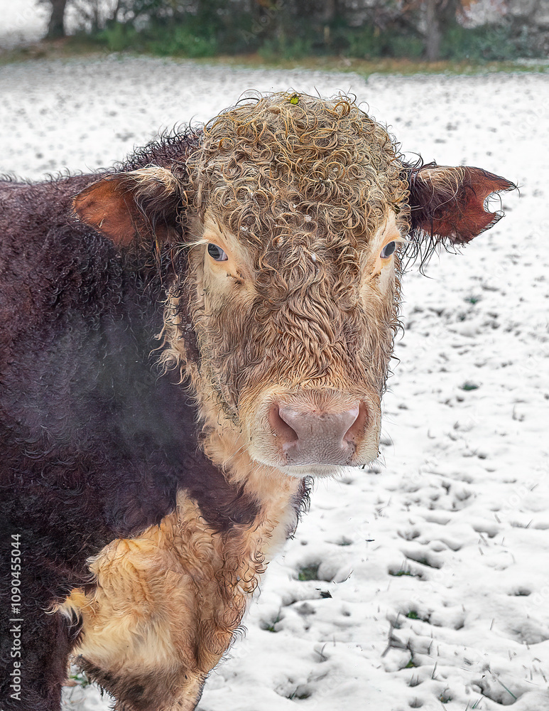 Poster a close up portrait of a bull as it stares at the camera. it shows just the head and shoulders