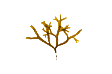 Fucus ceranoides brown seaweed branch isolated transparent png
