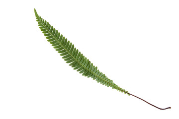 Struthiopteris spicant,blechnum spicant, hard-fern or deer fern leaf isolated transparent png