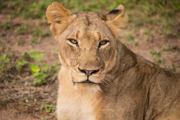 Lioness in Kruger Park