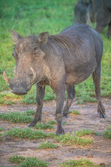 Warthog in Kruger Park