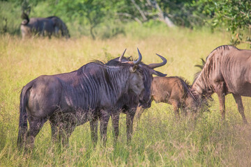 Obraz premium Wildebeests in Kruger National Park