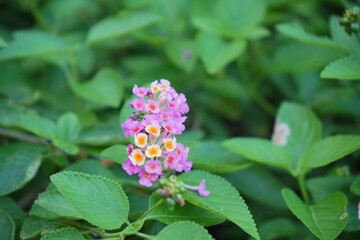 Close-Up of Vibrant Lantana Flowers