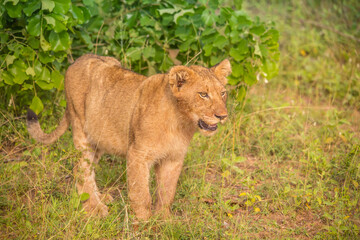 Lion cub in Kruger Park