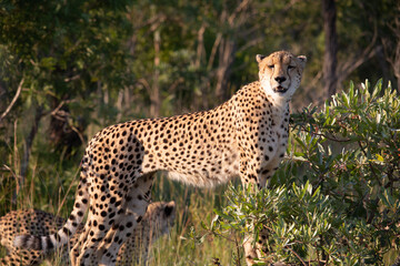 Cheetah in Kruger Park