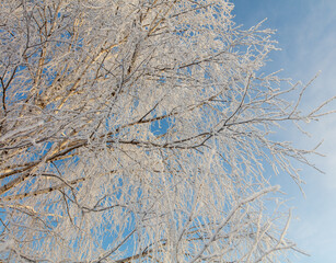 Obraz premium A tree with a lot of snow on it is in front of a blue sky