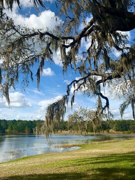 Lake view with tall tree overreaching shadows providing shade with bright skies