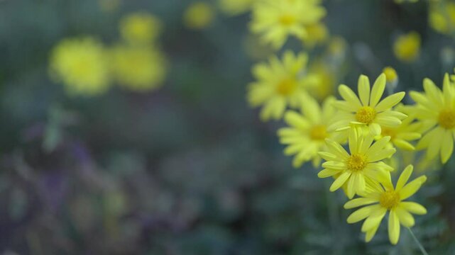 ユリオプスデージーが風に揺れる素材、Euryops daisy、ellow Marguerite、Brighteyes、Gray-leaved euryops、スローモーション