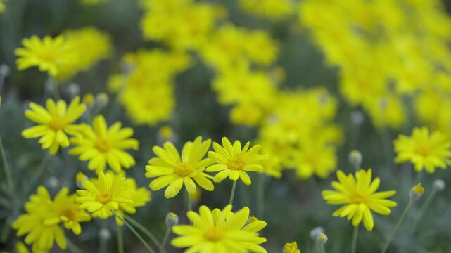 ユリオプスデージーが風に揺れる素材、Euryops daisy、ellow Marguerite、Brighteyes、Gray-leaved euryops