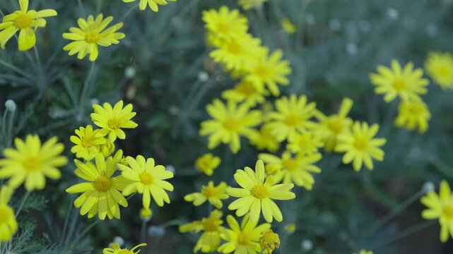 ユリオプスデージーが風に揺れる素材、Euryops daisy、ellow Marguerite、Brighteyes、Gray-leaved euryops