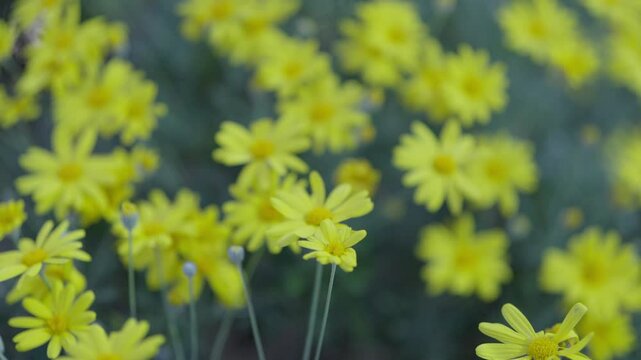 ユリオプスデージーが風に揺れる素材、Euryops daisy、ellow Marguerite、Brighteyes、Gray-leaved euryops