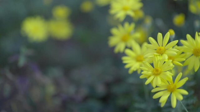 ユリオプスデージーが風に揺れる素材、Euryops daisy、ellow Marguerite、Brighteyes、Gray-leaved euryops