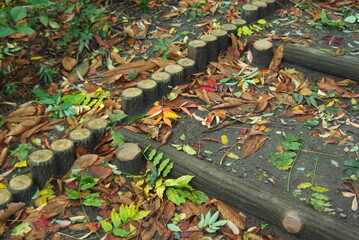 遊歩道の落ち葉