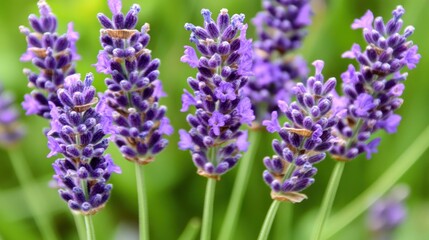 Obraz premium A close-up of vibrant lavender flowers in a green background.