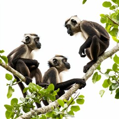 Obraz premium Three monkeys sitting on a branch with green leaves.